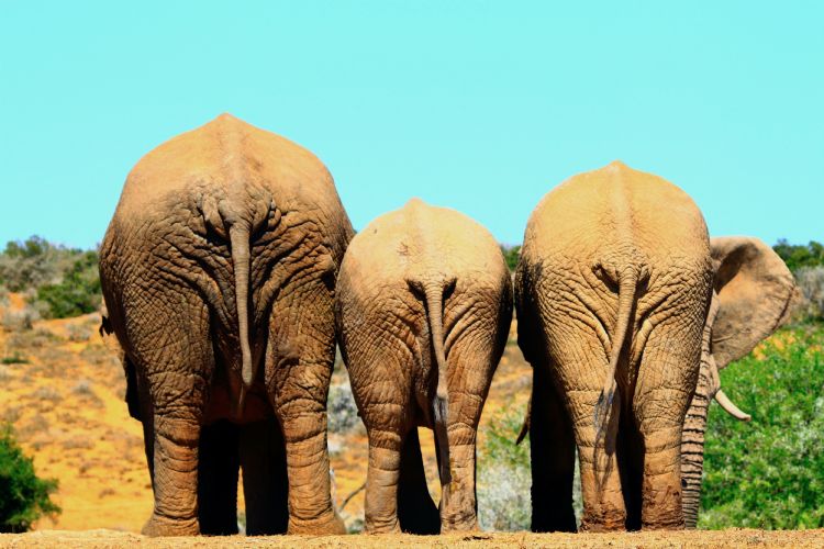 De Afrikaanse olifant is door een genmutatie groter dan de Aziatische olifant. De Afrikaanse olifant is door een genmutatie groter dan de Aziatische olifant.