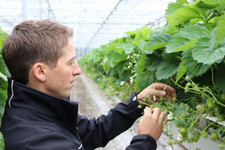 Aardbeienteler. Foto: CLTV Zundert Aardbeienteler. Foto: CLTV Zundert